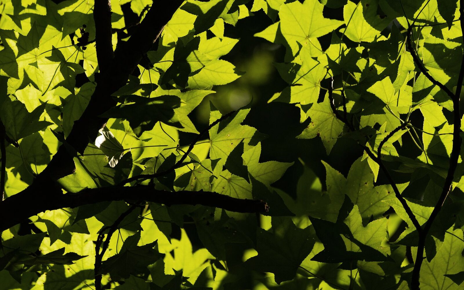 Lumière du soleil filtrant à travers un feuillage vert dense