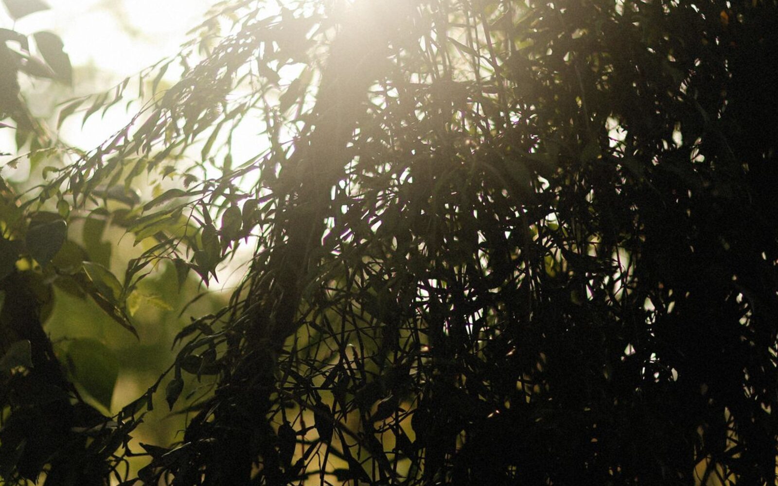 Rayons de soleil traversant les branches d'un arbre